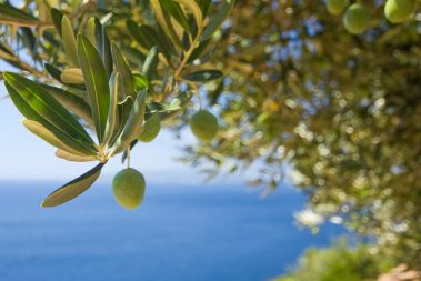 caratteristiche olio nocellara del belice