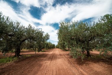 Olio di Castelvetrano