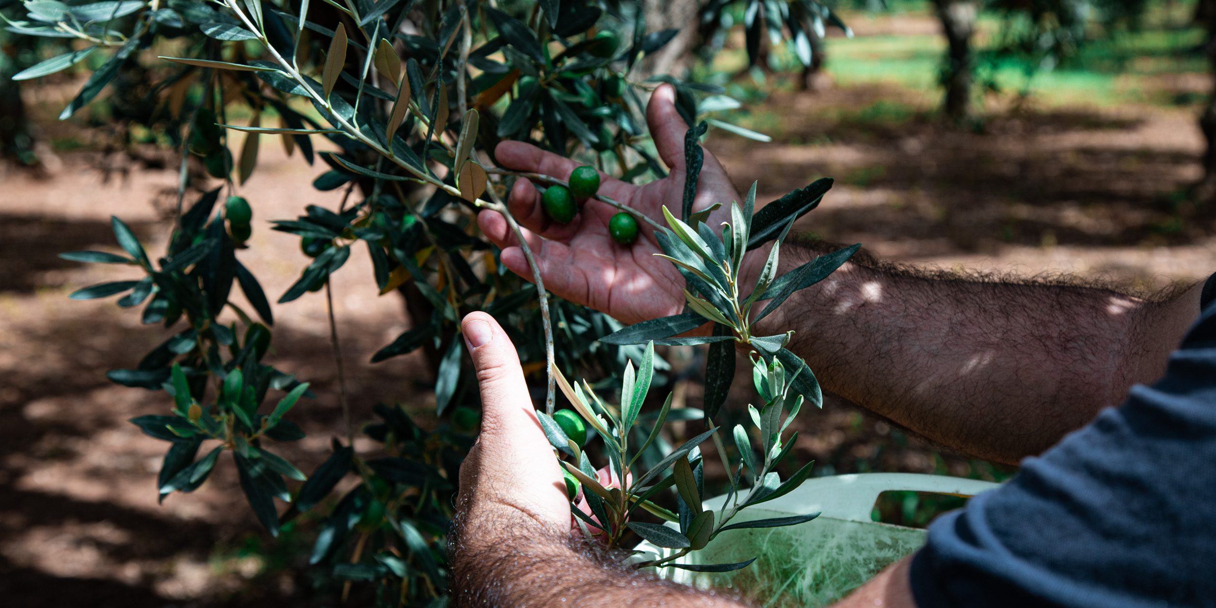 Olive Nocellara del Belice