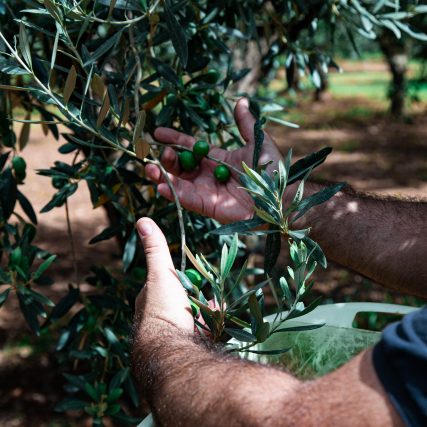Olive Nocellara del Belice