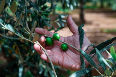 olio nocellara del belice caratteristiche