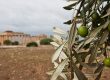caratteristiche olio nocellara del belice