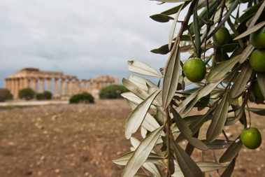 caratteristiche olio nocellara del belice